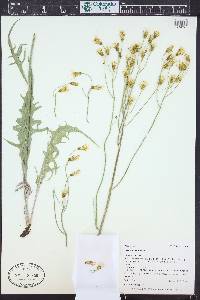 Crepis acuminata image