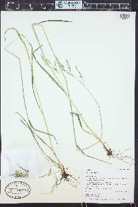 Festuca sororia image