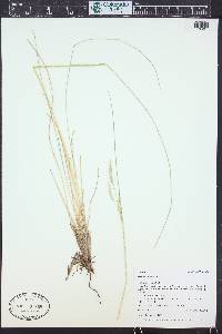 Festuca thurberi image