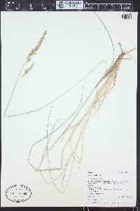 Festuca thurberi image