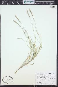 Muhlenbergia racemosa image