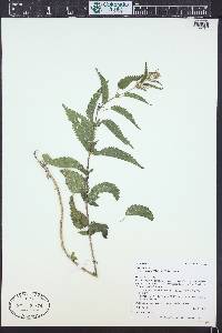 Urtica gracilis image