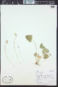 Viola nephrophylla image