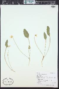 Viola praemorsa image