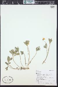 Viola sheltonii image