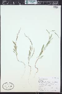 Polygonum douglasii image