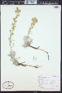 Oreocarya bakeri image