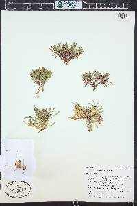 Townsendia rothrockii image