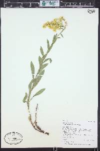 Solidago velutina image