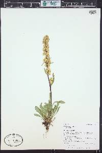 Solidago simplex image