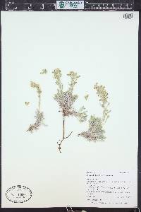 Oreocarya humilis image