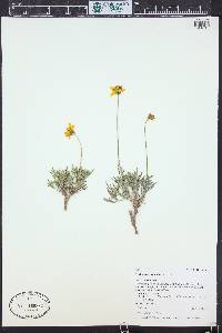 Thelesperma subnudum image