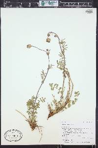 Poterium sanguisorba image