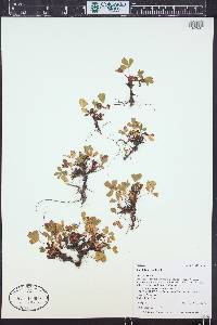 Sibbaldia procumbens image