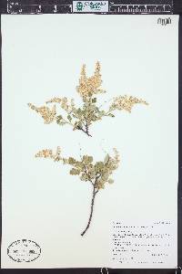 Holodiscus dumosus image