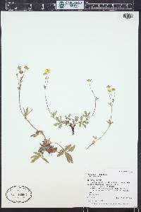 Potentilla diversifolia var. diversifolia image