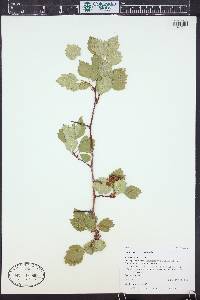 Crataegus erythropoda image