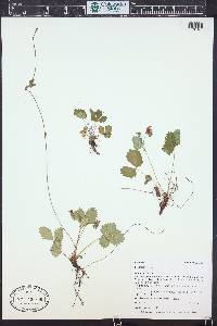 Fragaria vesca image