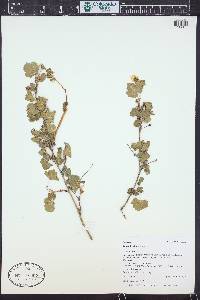 Rubus deliciosus image