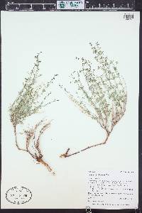Galium coloradoense image