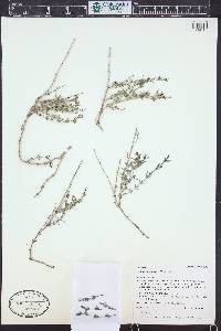 Galium coloradoense image