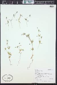 Galium bifolium image