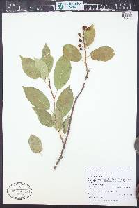 Prunus virginiana var. melanocarpa image
