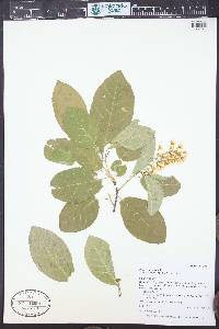 Prunus virginiana var. melanocarpa image