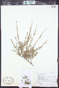 Purshia tridentata image