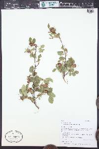Rosa woodsii var. ultramontana image