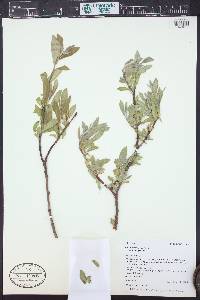 Salix brachycarpa var. brachycarpa image