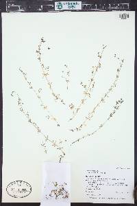 Galium trifidum image