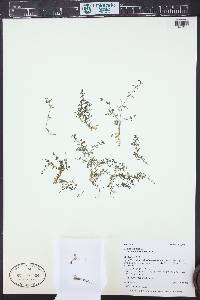 Galium trifidum subsp. subbiflorum image