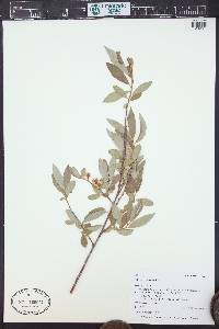 Salix geyeriana image