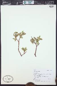 Salix monticola image