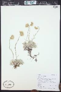 Antennaria umbrinella image