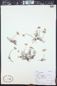 Antennaria umbrinella image