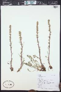 Artemisia borealis subsp. borealis image