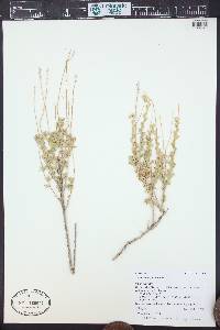 Artemisia bigelovii image