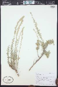 Artemisia bigelovii image