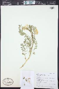 Astragalus oophorus image