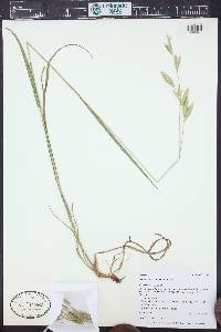Bromus carinatus image