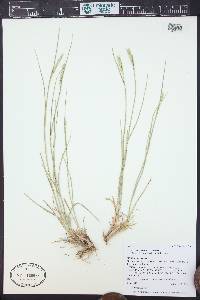 Agropyron cristatum subsp. desertorum image