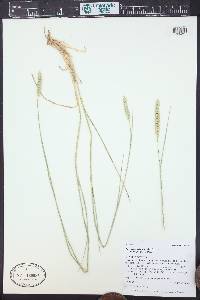 Agropyron fragile image