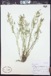 Astragalus multiflorus image