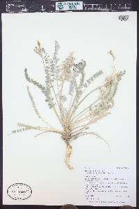 Astragalus mollissimus image
