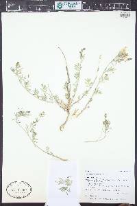 Astragalus multiflorus image