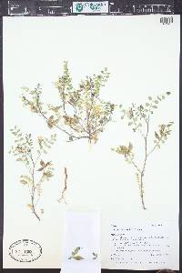 Astragalus wetherillii image