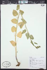 Cardamine cordifolia image