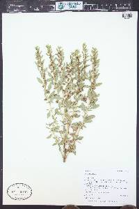 Iva axillaris image